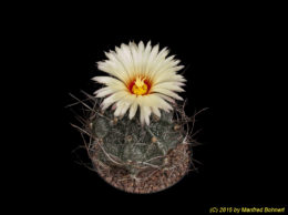 Astrophytum capricorne 1554